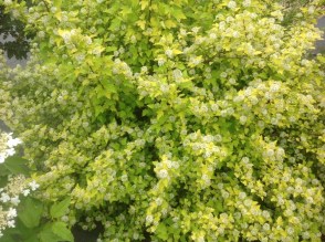image (1)6